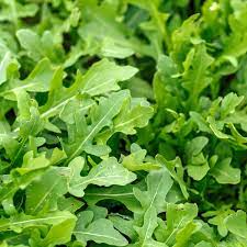 Green Rocket Salad Seeds for Planting – Heirloom Non-GMO Peppery Leafy Vegetable Seeds with High Germination