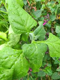Zealand Vegetable Seeds for Planting – Heirloom &amp; Non-GMO Seeds for Versatile Home Gardens
