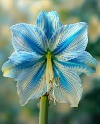 Light Blue Amaryllis Flower Seeds for Planting | Heirloom Non-GMO High Germination Organic Garden Seeds