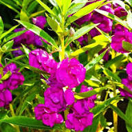 Green Balsamifera Flower Seeds for Planting | Heirloom Non-GMO Organic Garden Seeds, High Germination