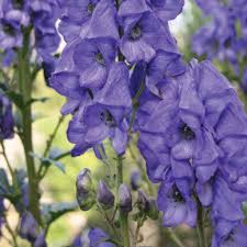 Eisenhut Flower Seeds for Planting – Heirloom, Non-GMO, High Germination Organic Garden Seeds
