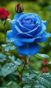 Blue Rose Flower Seeds for Planting – Sun Loving, Heirloom, Non-GMO, High Germination Organic Garden Seeds
