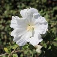 Syriacus Flower Seeds for Planting – Pollinator Friendly, Heirloom, Non-GMO, High Germination Organic Garden Seeds