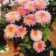 Chrysanthemum Pink Yellow Flower Seeds for Planting | Heirloom Non-GMO Organic Garden Seeds High Germination