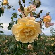 Moonlight Rose Flower Seeds for Planting – Heirloom Non-GMO Pollinator Friendly Organic Garden Seeds