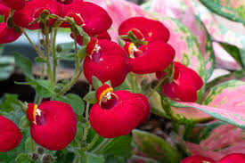 Calceolaria Flower Seeds for Planting Red – Hardy Variety, Heirloom, Non-GMO, High Germination Organic Garden Seeds