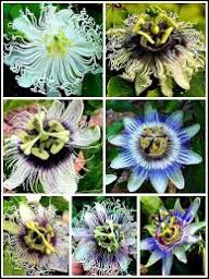 Passion Flower Seeds for Planting – Pistachio Green, Seasonal Bloomer, Heirloom, Non-GMO