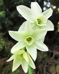 White Green Daffodil Flower Seeds for Planting – Heirloom, Non-GMO, High Germination Organic Garden Seeds