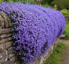 Blue Aubrieta Flower Seeds for Planting | Heirloom Non-GMO High Germination Organic Garden Seeds