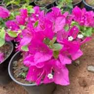 Baby Pink Bougainvillea Flower Seeds for Planting | Heirloom Non-GMO High Germination Organic Garden Seeds