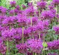 Pink Wild Bergamot Monarda Fistulosa Bee Balm Seeds for Planting – Hardy, Heirloom, Non-GMO, Organic Garden Seeds