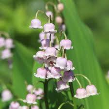 Purple Bell Orchid Flower Seeds for Planting - Low Maintenance, Heirloom & GMO Free Seeds for Home Garden Non-GMO