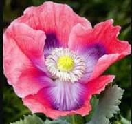 Pepperbox Flower Seeds for Planting – Wildflower Mix, Heirloom, Non-GMO