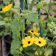 Mixed Thunbergia Flower Seeds for Planting | Heirloom Non-GMO Organic Garden Seeds, High Germination