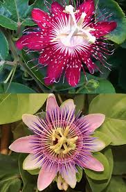 Mixed Passiflora Incarnata Flower Seeds for Planting – Premium Quality, Heirloom, Non-GMO, High Germination