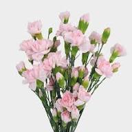 Baby Pink Carnation Flower Seeds for Planting | Heirloom Non-GMO High Germination Organic Garden Seeds