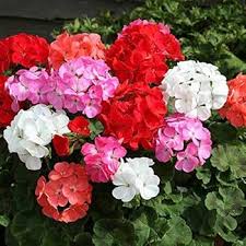 Ivy Geranium Flower Seeds for Planting – Heirloom, Non-GMO, High Germination Organic Garden Seeds