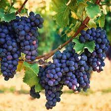 Fruit Seeds,Garden seeds, Seeds For Planting,Plant Seeds