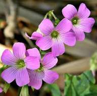 Pink Oxalis Laciniata Flower Seeds for Planting - Pollinator Friendly, Heirloom &amp; GMO Free Seeds for Home Garden Non-GMO