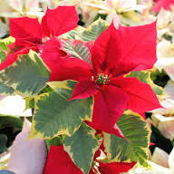 Red Yellow Poinsettia Flower Seeds for Planting | Heirloom Non-GMO High Germination Organic Garden Seeds