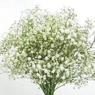 Green Gypsophila Flower Seeds for Planting – Heirloom Non-GMO, High Germination Organic Garden Seeds