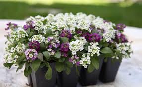 Alyssum Perennial Flower Seeds for Planting – Perfect for Borders, Heirloom, Non-GMO, High Germination Organic Garden Seeds