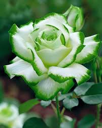 White Green Multi-Color Rose Flower Seeds for Planting – Heirloom, Non-GMO, High Germination Seeds