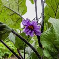 Lavender Eggplant Flower Seeds for Planting | Heirloom Non-GMO High Germination Organic Garden Seeds