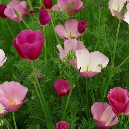Purple Gleam California Poppy Flower 
