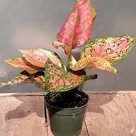 Pink Aglaonema Flower Seeds for Planting - Heirloom, Non-GMO, High Germination Organic Garden Seeds