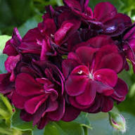 Burgundy Geraniums Flower Seeds for Planting – Heirloom, Non-GMO, High Germination Organic Garden Seeds