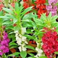 Semillas Flower Seeds for Planting – Heirloom, Non-GMO, Garden Favorite High Germination Seeds