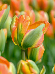 Orange Green Tulip Flower Seeds for Planting – Heirloom, Non-GMO, High Germination Organic Garden Seeds