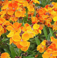 Orange Erysimum Aliionii Flower Seeds for Planting - Premium Quality, Heirloom, Non-GMO Seeds for Home Garden