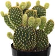 Mixed Opuntia Flower Seeds for Planting | Heirloom Non-GMO High Germination Organic Garden Seeds