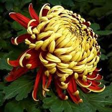 Yellow Red Chrysanthemum Flower Seeds for Planting - Seasonal Bloomer, Heirloom & Non-GMO Seeds for Home Garden