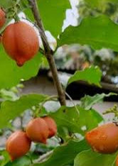 Manilkara Kauk fruit seeds for planting - Heirloom & Non-GMO Garden seeds, sweet tropical fruit for backyard gardens