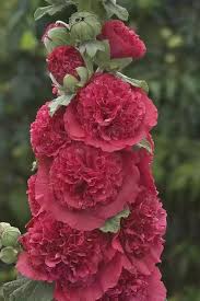 Maroon Hollyhock Flower Seeds for Planting – Heirloom Non-GMO Hardy Variety Organic Garden Seeds