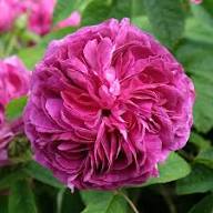 Charles de Mills Flower Seeds for Planting – Heirloom, Non-GMO, High Germination Organic Garden Seeds