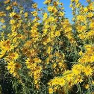 Yellow Maximiliani Flower Seeds for Planting | Heirloom Non-GMO High Germination