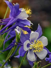 Blue Aquilegia Flower Seeds for Planting – Heirloom Non-GMO, High Germination Organic Garden Seeds