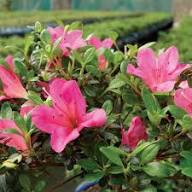 Pink Satsuki Azalea Flower Seeds for Planting – Heirloom, Non-GMO, High Germination Organic Garden Seeds