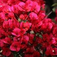 Red Bergenia Cordifolia Flower Seeds for Planting – Compact Growth Heirloom Non-GMO, High Germination Organic Garden Seeds