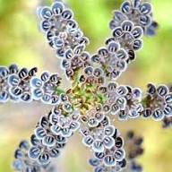 kalanchoe flower seeds Kalanchoe Flower Seeds for Planting – Cottage Garden Essential Heirloo – Earthechoseeds