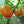 Big Tomato Seeds for Planting – Yellow & Orange Heirloom, Non-GMO, High Germination Organic Seeds for Dual-Toned Fruits