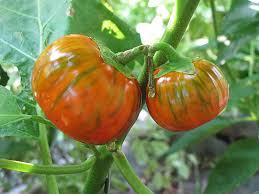 Tomato Seeds for Planting Dark Orange – Heirloom, Non-GMO, Organic Garden Seeds – Rich Flavor, High Germination