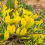Yellow Astragalus Flower Seeds for Planting – Heirloom, Non-GMO, High Germination Organic Garden Seeds