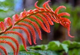 Fern Red Seeds for Planting – Heirloom, Non-GMO, High Germination Wildflower Mix for Home Garden