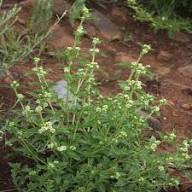 Green Lippia Javanica Flower Seeds for Planting – Heirloom, Non-GMO, Bright Blooms Organic Garden Seeds