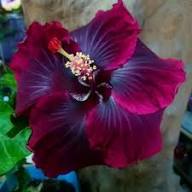 Purple Maroon Hibiscus Flower Seeds for Planting | Heirloom Non-GMO Organic Garden Seeds, Colorful Display, High Germination